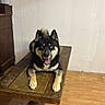 dog, indoor, wooden_table, floor, wall, pet, canine, animal, black_and_tan, happy, tongue_out, ears_up, household, furniture, relaxed, portrait, flooring, wood, domestic, companion