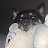 dog, stuffed_animal, plush, red_eye, sleepy, bed, dark_background, close_up, black_fur, white_fur, soft_toy, indoor, night, cozy, pet, animal, resting, cute, ears, nose