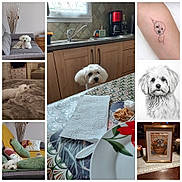 Brighton participe au concours pour gagner de l'argent avec cette photo : bed, blanket, coffee_maker, couch, curtains, cutlery, dog, drawing, framed_art, furniture, home_interior, kitchen, living_room, nap, paper_towel, pillows, plate, table, tattoo, white_dog