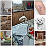 bed, blanket, coffee_maker, couch, curtains, cutlery, dog, drawing, framed_art, furniture, home_interior, kitchen, living_room, nap, paper_towel, pillows, plate, table, tattoo, white_dog