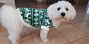 Brighton participe au concours pour gagner de l'argent avec cette photo : accessories, animal, canine, clothing, coat, couch, dog, eskimodog, furniture, hardwood, hoodie, knitwear, pet, poodle, puppy, strap, sweater, sweatshirt, terrier, whitedog