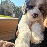 Tucker joined the competition — help win amazing prizes! puppy, dog, pet, fluffy, curly_fur, white_fur, brown_fur, black_patches, portrait, close_up, sitting, car, vehicle, car_interior, passenger_seat, seatbelt, sunlight, outdoors, trees, blanket