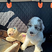 Tucker is registered to the contest to win money with this photo: puppy, dog, pet, animal, fluffy, white_fur, brown_fur, black_and_white, car, back_seat, car_interior, plush_toy, lamb_toy, blanket, pet_bed, sunlight, outdoor_view, sitting, portrait, road_trip