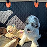 puppy, dog, pet, animal, fluffy, white_fur, brown_fur, black_and_white, car, back_seat, car_interior, plush_toy, lamb_toy, blanket, pet_bed, sunlight, outdoor_view, sitting, portrait, road_trip