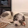 Tucker is registered to the contest to win money with this photo: puppies, dogs, sleeping, fluffy, white, gray, curled_up, nap, pet, animals, paw, paw_pads, indoor, floor, tiles, mat, door, cabinet, cozy, cute