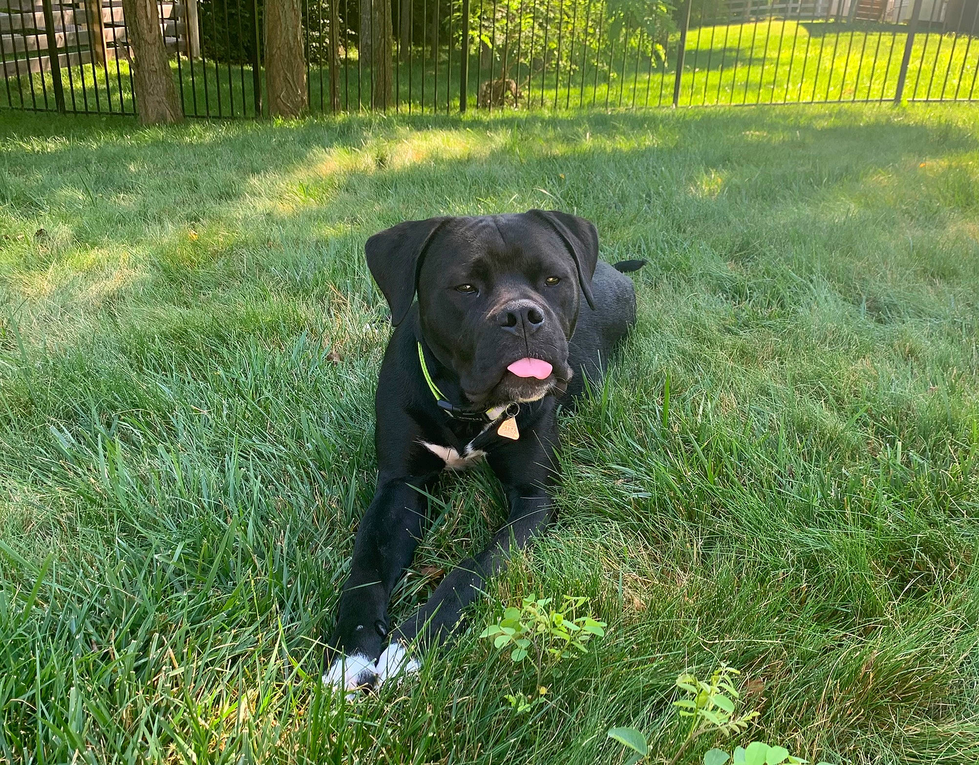 Lennox joined the competition — help win amazing prizes! carnivore, companion_dog, dog, dog_breed, dog_collar, fence, garden, grass, grass_family, grassland, groundcover, gun_dog, lawn, plant, retriever, snout, sporting_group, tail, tree, working_animal