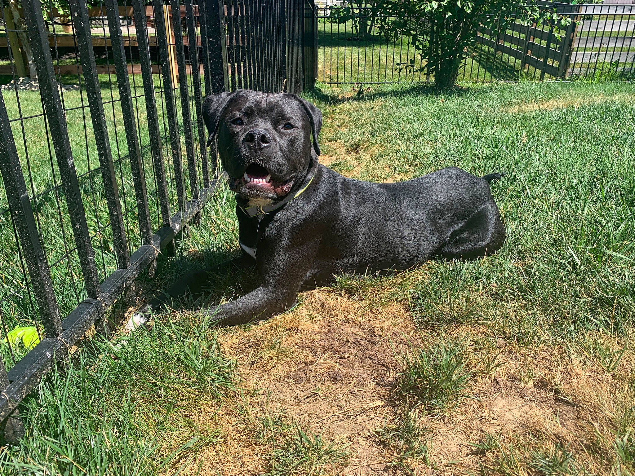 Lennox is registered to the contest to win money with this photo: carnivore, companion_dog, dog, dog_breed, dog_collar, dog_supply, fawn, fence, grass, gun_dog, home_fencing, mesh, pet_supply, plant, retriever, sporting_group, tail, terrestrial_animal, tree, working_animal