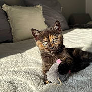 Perle participe au concours pour gagner de l'argent avec cette photo : kitten, cat, toy, plush, blanket, bed, pillow, sunlight, fur, animal, pet, cute, indoor, cozy, relaxing, small, mammal, whiskers, playful, resting