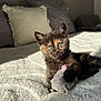kitten, cat, toy, plush, blanket, bed, pillow, sunlight, fur, animal, pet, cute, indoor, cozy, relaxing, small, mammal, whiskers, playful, resting