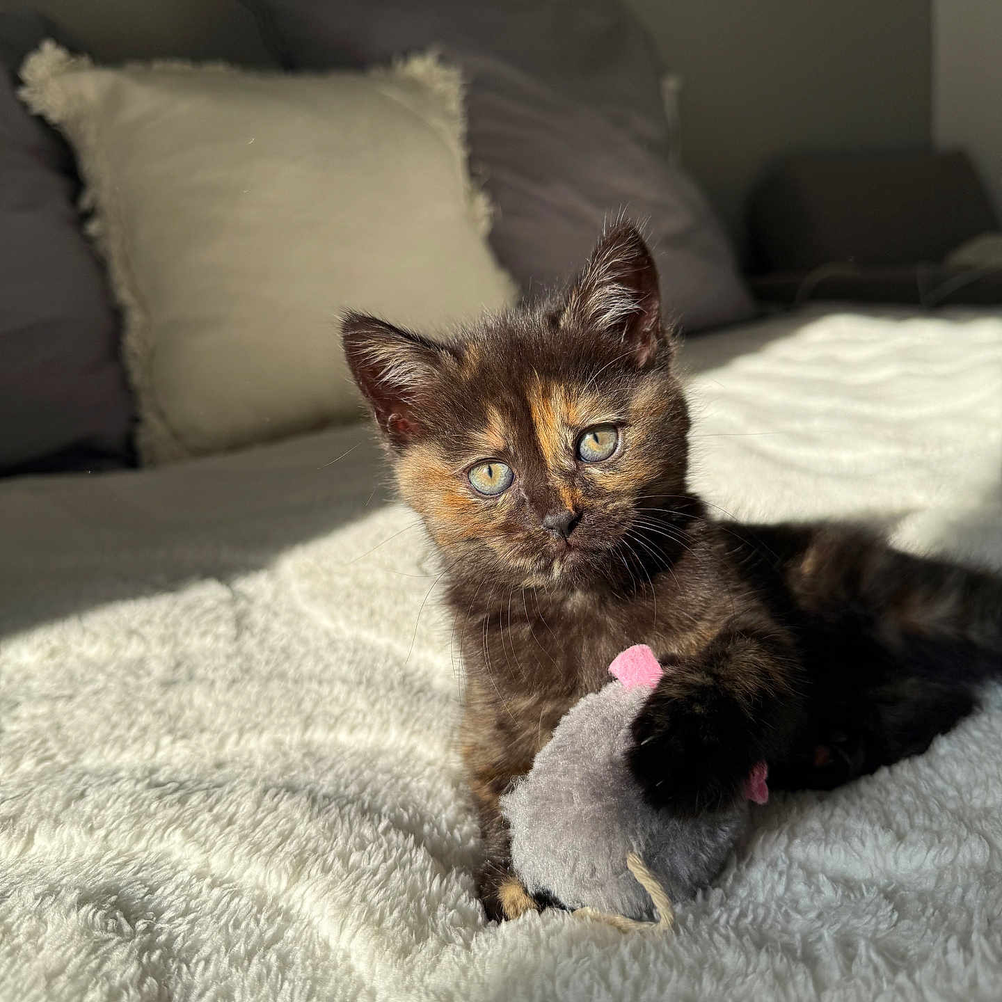 Perle participe au concours pour gagner de l'argent avec cette photo : animal, bed, blanket, cat, cozy, cute, fur, indoor, kitten, mammal, pet, pillow, playful, plush, relaxing, resting, small, sunlight, toy, whiskers