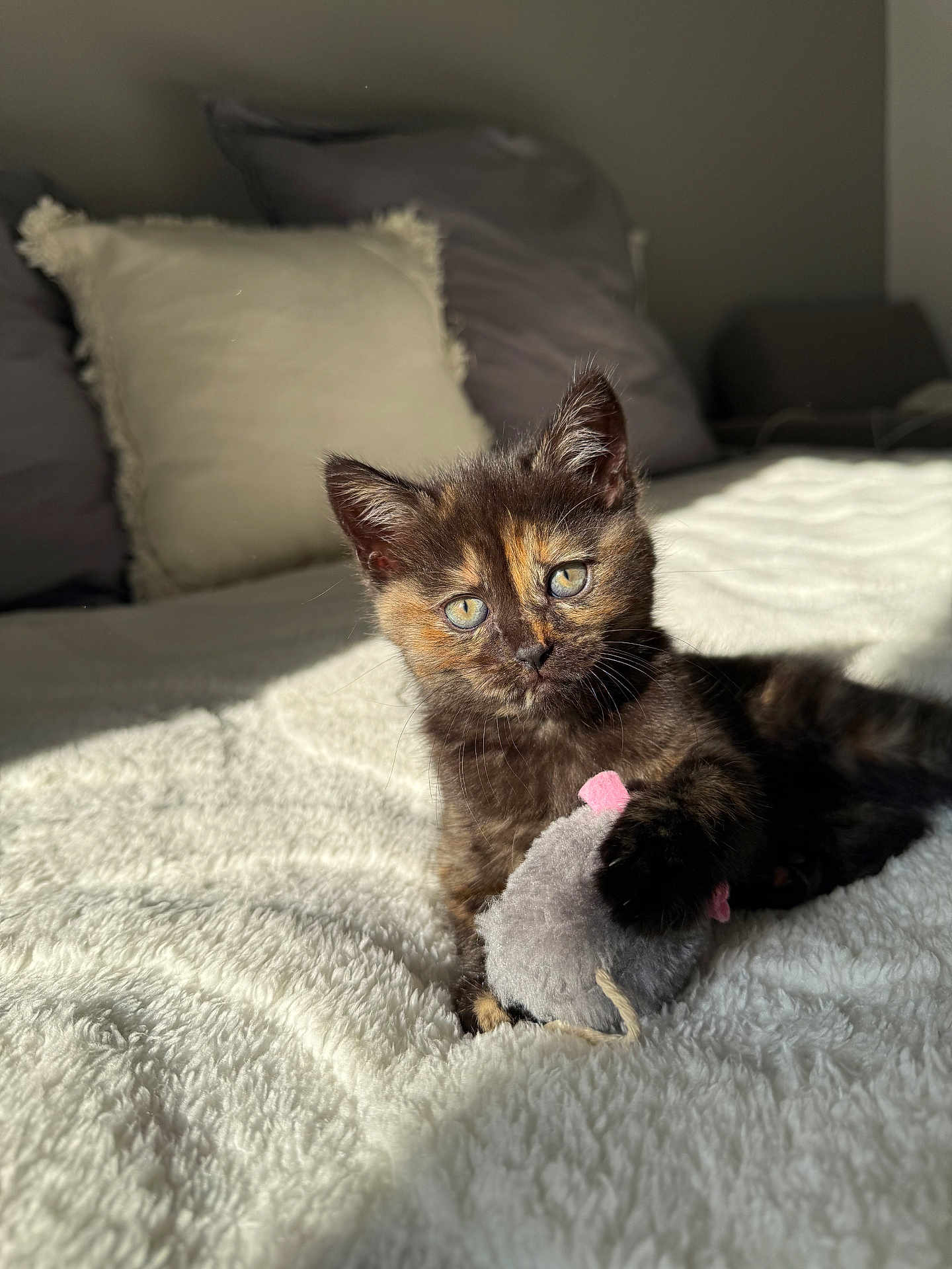 Perle participe au concours pour gagner de l'argent avec cette photo : kitten, cat, toy, plush, blanket, bed, pillow, sunlight, fur, animal, pet, cute, indoor, cozy, relaxing, small, mammal, whiskers, playful, resting