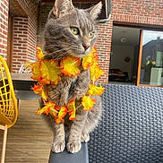 Zadig participe au concours pour gagner de l'argent avec cette photo : cat, gray_cat, tabby, flower_collar, lei, pet, animal, outdoor, patio, brick_wall, wood_floor, chair, furniture, green_eyes, whiskers, ears, paws, sunlight, window, relaxed