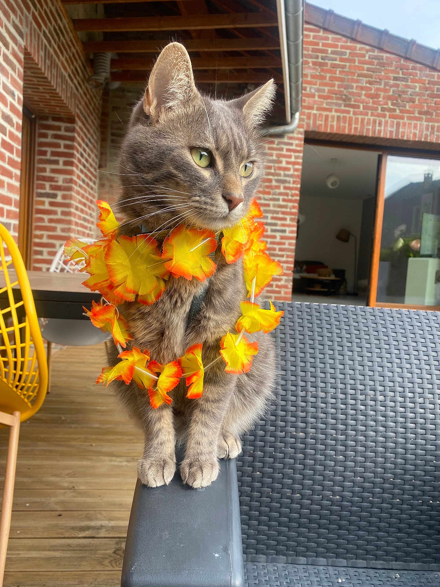 Zadig participe au concours pour gagner de l'argent avec cette photo : cat, gray_cat, tabby, flower_collar, lei, pet, animal, outdoor, patio, brick_wall, wood_floor, chair, furniture, green_eyes, whiskers, ears, paws, sunlight, window, relaxed