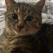 Prince a rejoint le concours — aidez-le/la à gagner de superbes lots ! cat, kitten, tabby, close_up, fur, whiskers, eyes, indoor, pet, animal, cute, curious, face, mammal, feline, young, portrait, soft, striped, cozy