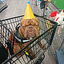 Gizmo is registered to the contest to win money with this photo: dog, service_dog, shopping_cart, party_hat, store, pet_toys, floor, brown_dog, cage, leash, indoor, animal, pet, celebration, canine, furniture, retail, happy, funny, accessory