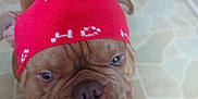 Gizmo is registered to the contest to win money with this photo: dog, puppy, red_hat, pom_pom, brown_dog, wrinkled_face, pet, indoors, floor_tiles, canine, hand, close_up, cute, adorable, winter_hat, headwear, animal, companion, domestic_animal, fur