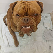 Gizmo is registered to the contest to win money with this photo: dog, brown_dog, pet, animal, canine, close_up, blanket, indoor, furniture, fur, face, expression, teeth, looking_up, wrinkles, ears, paw, cute, companion, domestic_animal