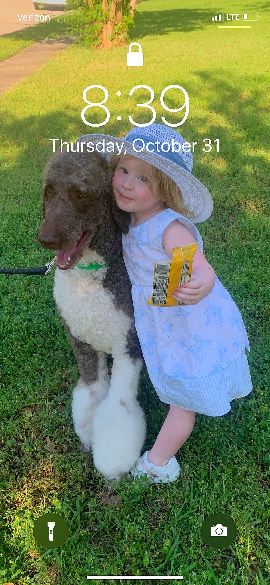 Adelaide is registered to the contest to win money with this photo: canidae, carnivore, companion_dog, dog, dog_breed, headwear, labradoodle, miniature_poodle, non_sporting_group, person, photo_caption, poodle, poodle_crossbreed, sporting_group, standard_poodle, toy_poodle