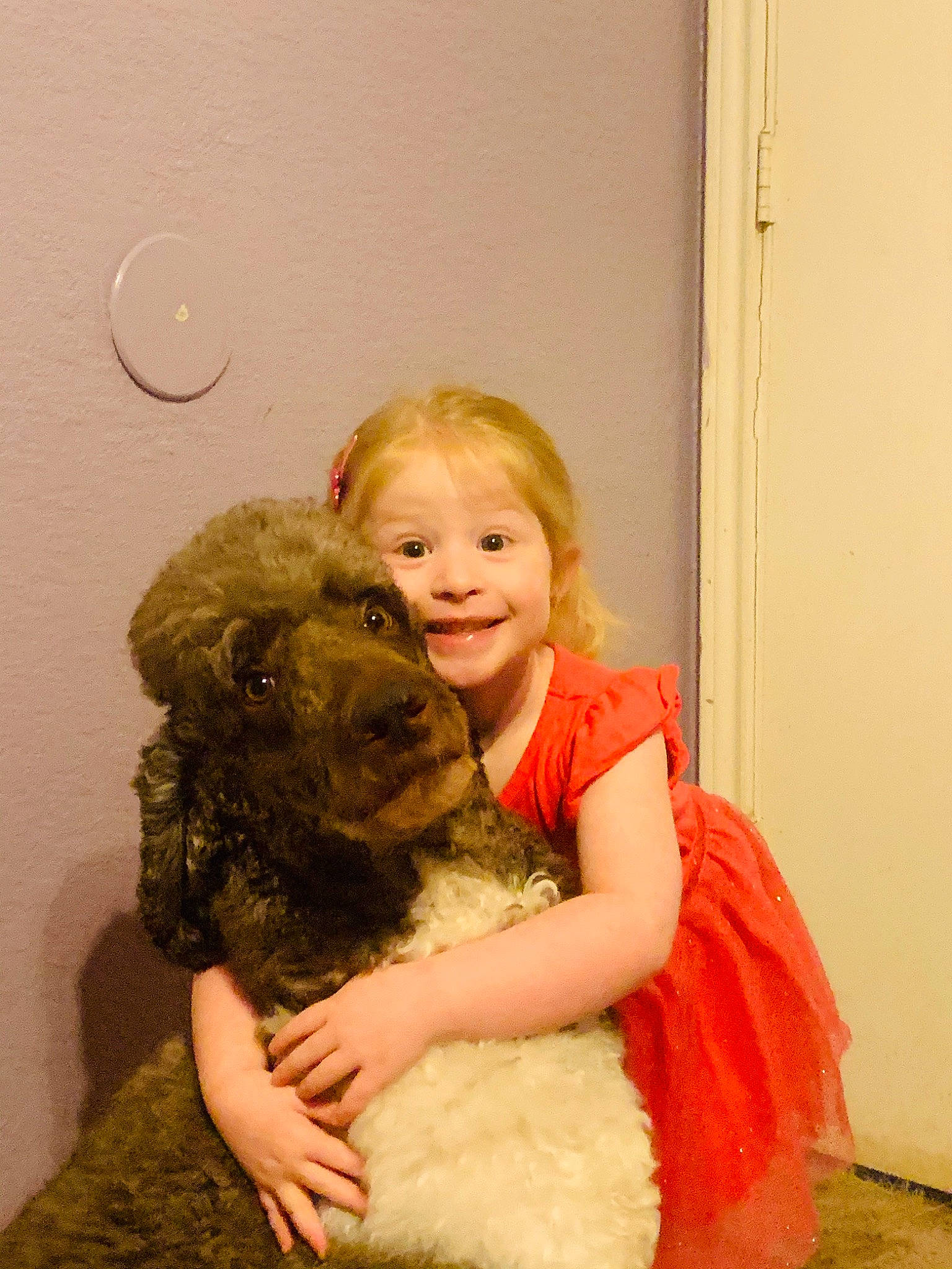 Adelaide joined the competition — help win amazing prizes! canidae, cockapoo, dog, dog_breed, fawn, fur, hug, labradoodle, lagotto_romagnolo, person, poodle_crossbreed, schnoodle, sporting_group
