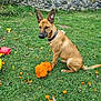 animal, canine, chewed_toy, collar, daylight, dog, ears_up, fur, grass, greenery, nature, orange, outdoor, pet, play, playful, sitting, stone_wall, toy, yard