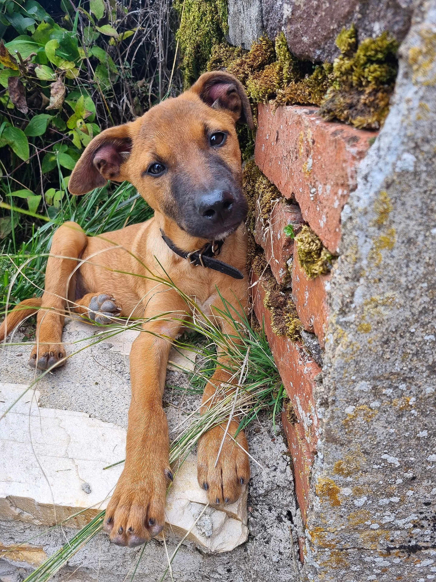 Alaska a rejoint le concours — aidez-le/la à gagner de superbes lots ! puppy, dog, brown_dog, moss, brick_wall, grass, outdoor, nature, young_dog, collar, paw, relaxed, cute, animal, pet, laying_down, ears, snout, fur, closeup