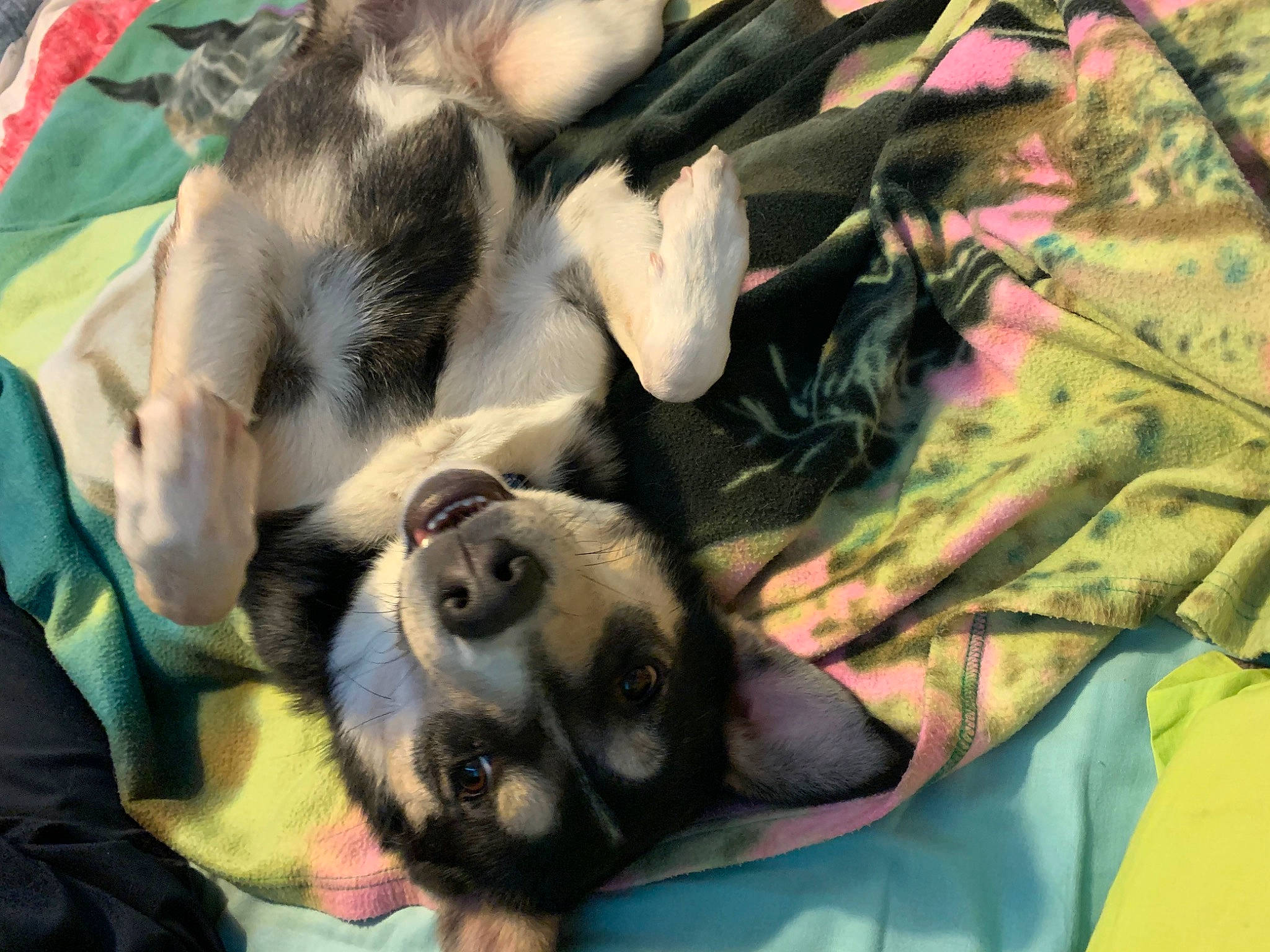 Bella a rejoint le concours — aidez-le/la à gagner de superbes lots ! art, camouflage, canidae, carnivore, comfort, companion_dog, dog, dog_breed, fawn, fur, grass, guard_dog, military_camouflage, nap, pattern, snout, sporting_group, terrestrial_animal, whiskers, working_animal