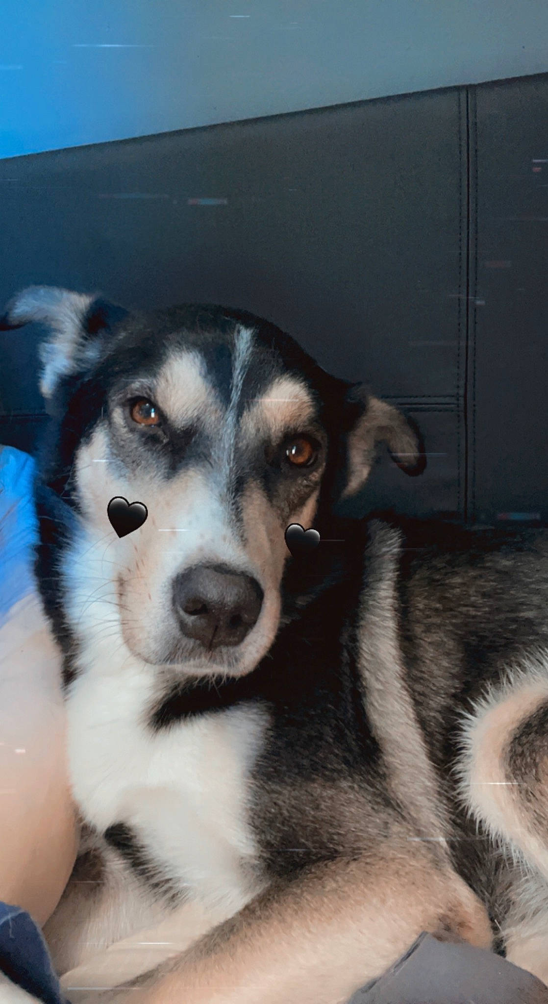 Bella participe au concours pour gagner de l'argent avec cette photo : ancient_dog_breeds, canis, carnivore, companion_dog, dog, dog_breed, fur, herding_dog, non_sporting_group, siberian_husky, sled_dog, snout, terrestrial_animal, whiskers, working_animal, working_dog