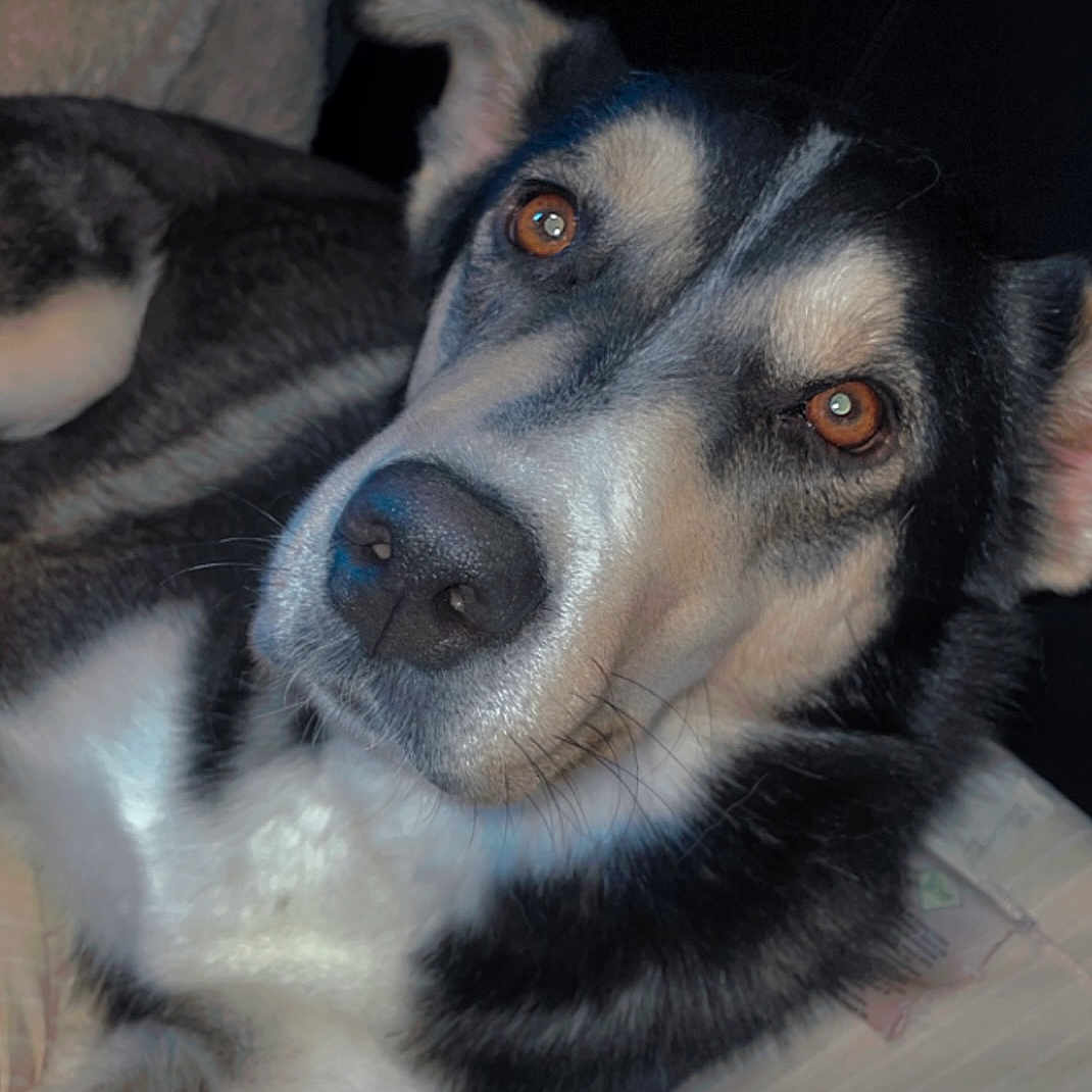 Bella