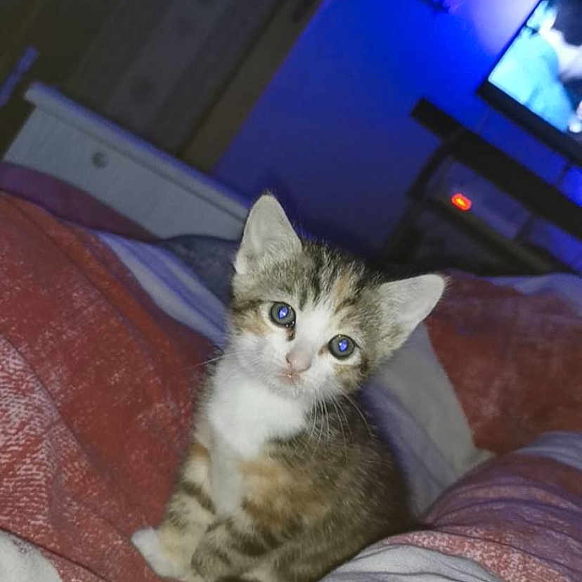 Clochette