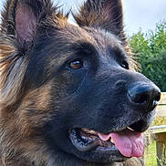 Scarlett a rejoint le concours — aidez-le/la à gagner de superbes lots ! dog, german_shepherd, close_up, tongue_out, ears_up, outdoor, nature, pet, animal, fur, canine, portrait, happy, muzzle, snout, grass, daylight, tongue, nostrils, watchful