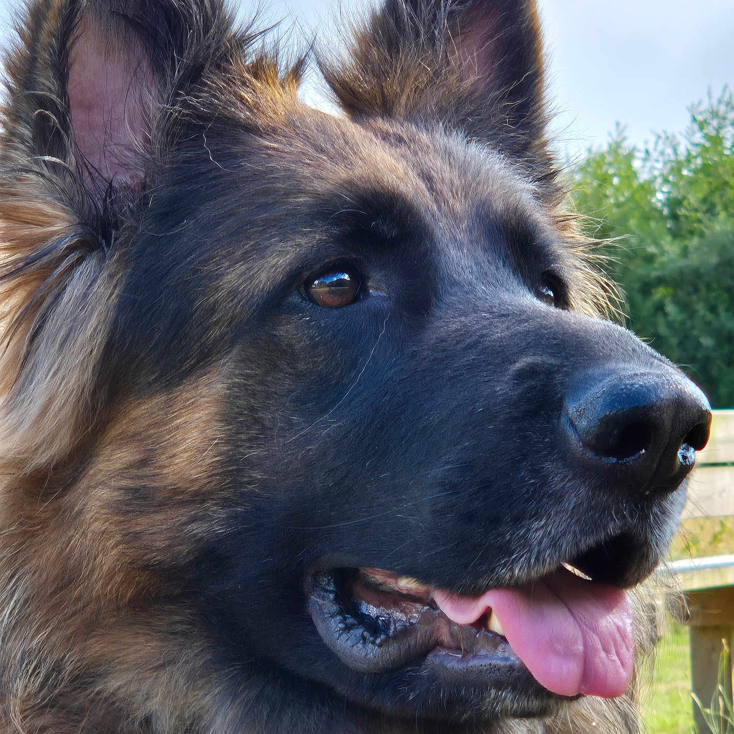 Scarlett a rejoint le concours — aidez-le/la à gagner de superbes lots ! animal, canine, close_up, daylight, dog, ears_up, fur, german_shepherd, grass, happy, muzzle, nature, nostrils, outdoor, pet, portrait, snout, tongue, tongue_out, watchful