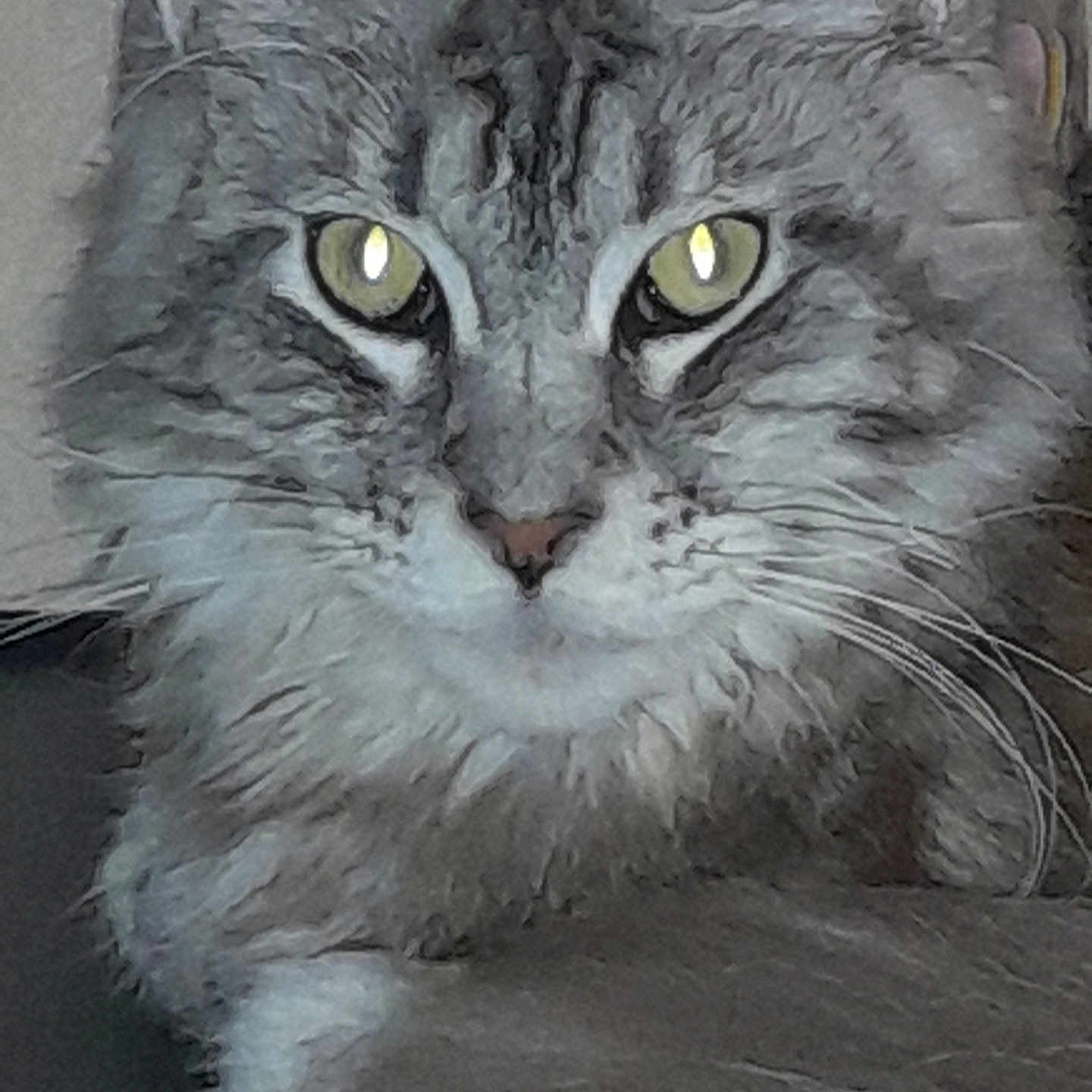 Unyk participe au concours pour gagner de l'argent avec cette photo : abyssinian, angora, animal, art, cat, drawing, egyptiancat, gray, kitten, manx, painting, pet, slate, snout