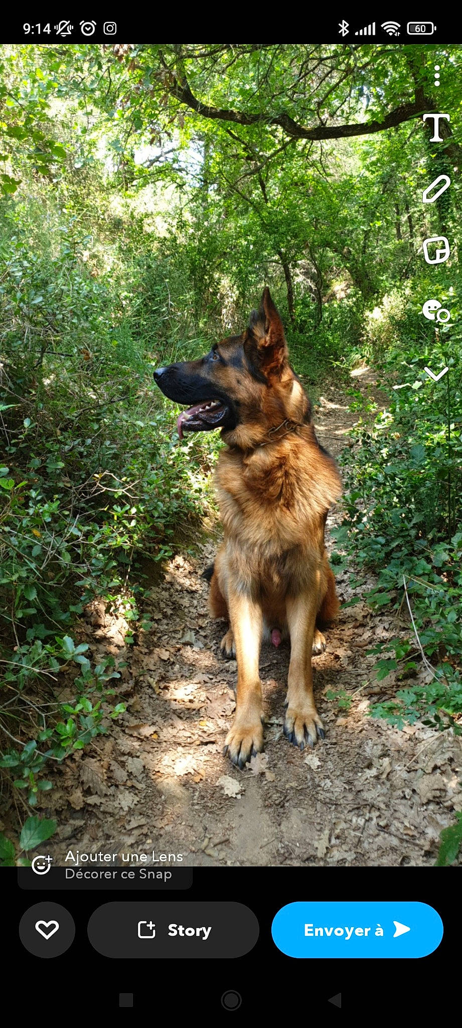 Hulk participe au concours pour gagner de l'argent avec cette photo : canidae, canis, carnivore, dog, dog_breed, east_european_shepherd, fawn, german_shepherd_dog, grass, king_shepherd, old_german_shepherd_dog, plant, sporting_group, terrestrial_animal, terrestrial_plant, tree, working_animal, working_dog