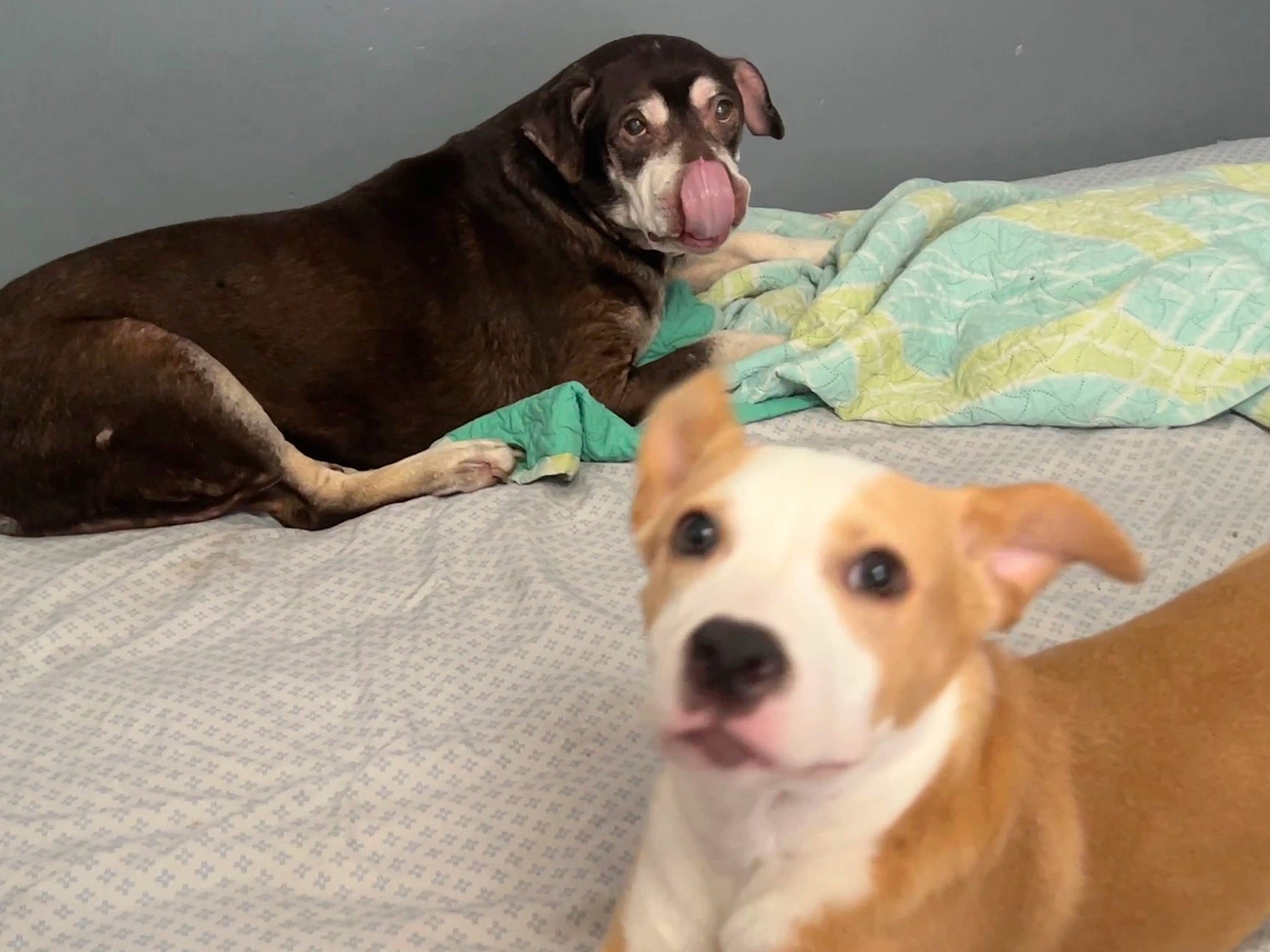 Cinnamon is registered to the contest to win money with this photo: canidae, carnivore, collar, comfort, companion_dog, couch, dog, dog_breed, dog_collar, dog_supply, fawn, liver, mammal, paw, pet_supply, snout, sporting_group, terrestrial_animal, whiskers, working_animal