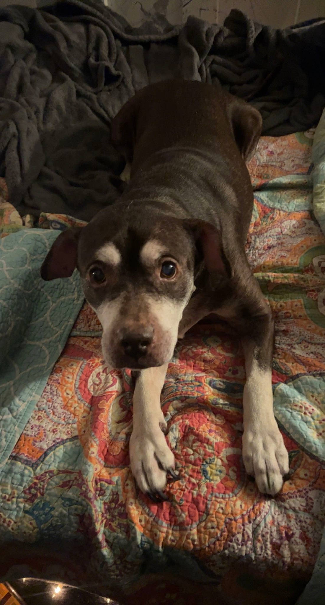 Cinnamon joined the competition — help win amazing prizes! canidae, carnivore, comfort, companion_dog, dog, dog_breed, fawn, non_sporting_group, snout, sporting_group, terrestrial_animal, whiskers, wood, working_animal