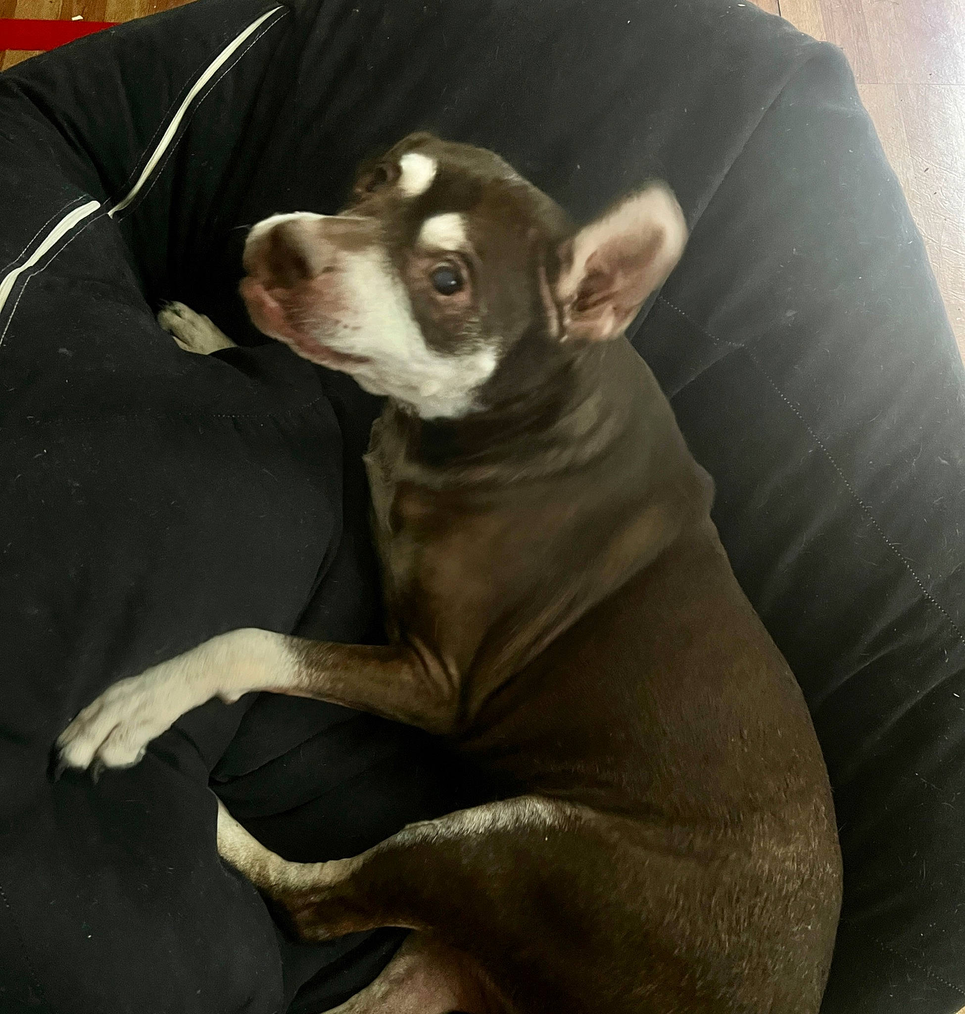 Cinnamon joined the competition — help win amazing prizes! canidae, carnivore, collar, comfort, companion_dog, couch, dog, dog_breed, fawn, guard_dog, liver, non_sporting_group, snout, sporting_group, terrestrial_animal, toy_dog, whiskers, working_animal