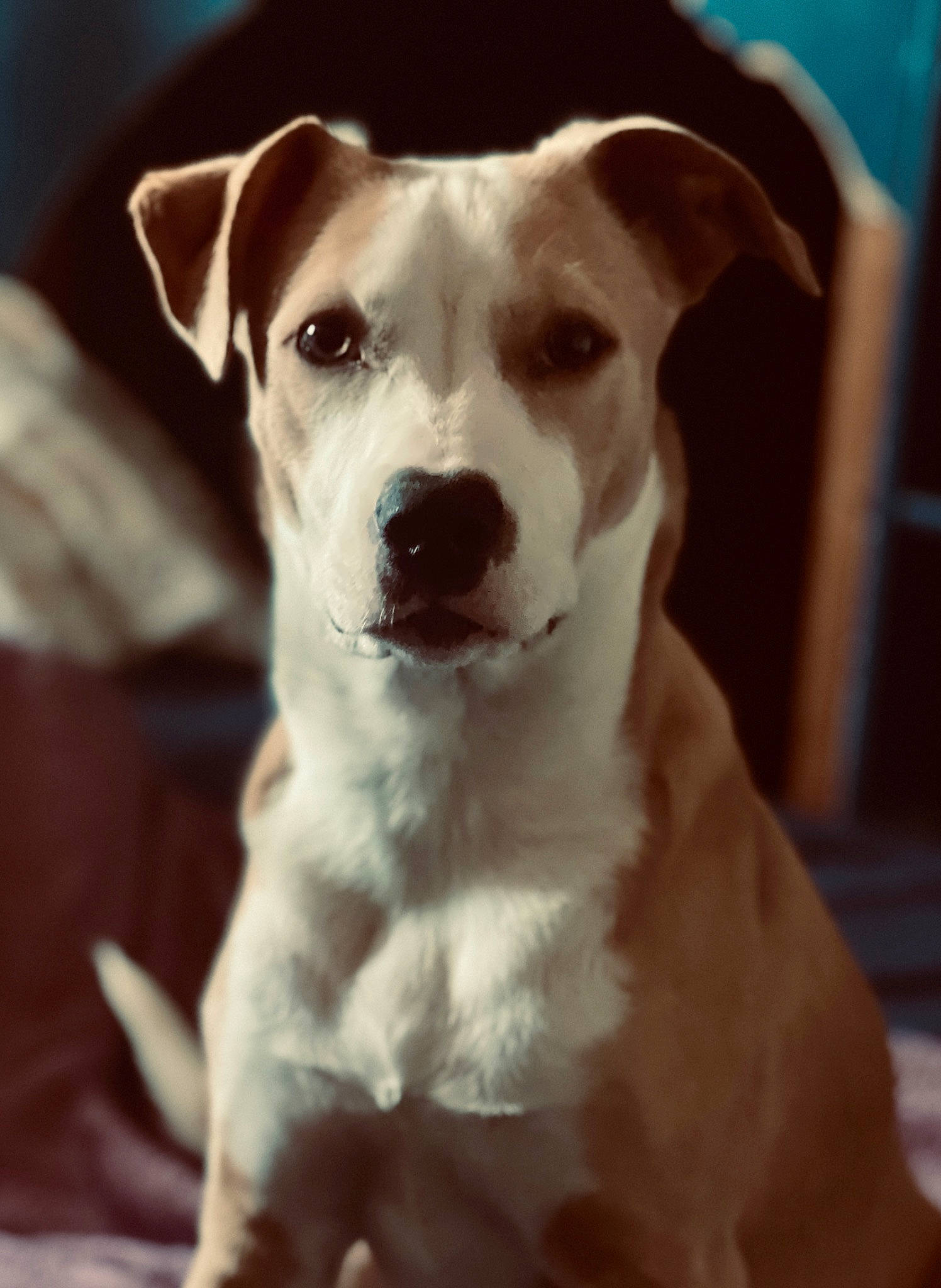 Ace joined the competition — help win amazing prizes! ancient_dog_breeds, canidae, carnivore, collar, companion_dog, dog, dog_breed, dog_collar, fawn, monochrome_photography, non_sporting_group, snout, sporting_group, terrier, whiskers, working_animal