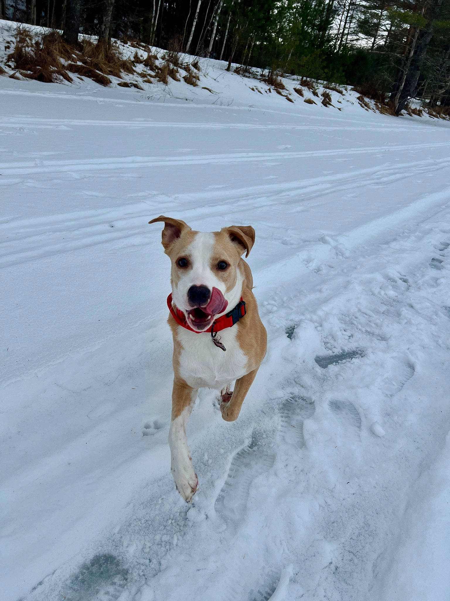 Ace is registered to the contest to win money with this photo: canidae, carnivore, collar, companion_dog, dog, dog_breed, dog_collar, dog_supply, fawn, freezing, non_sporting_group, plant, recreation, slope, snout, snow, sporting_group, tail, tree, winter