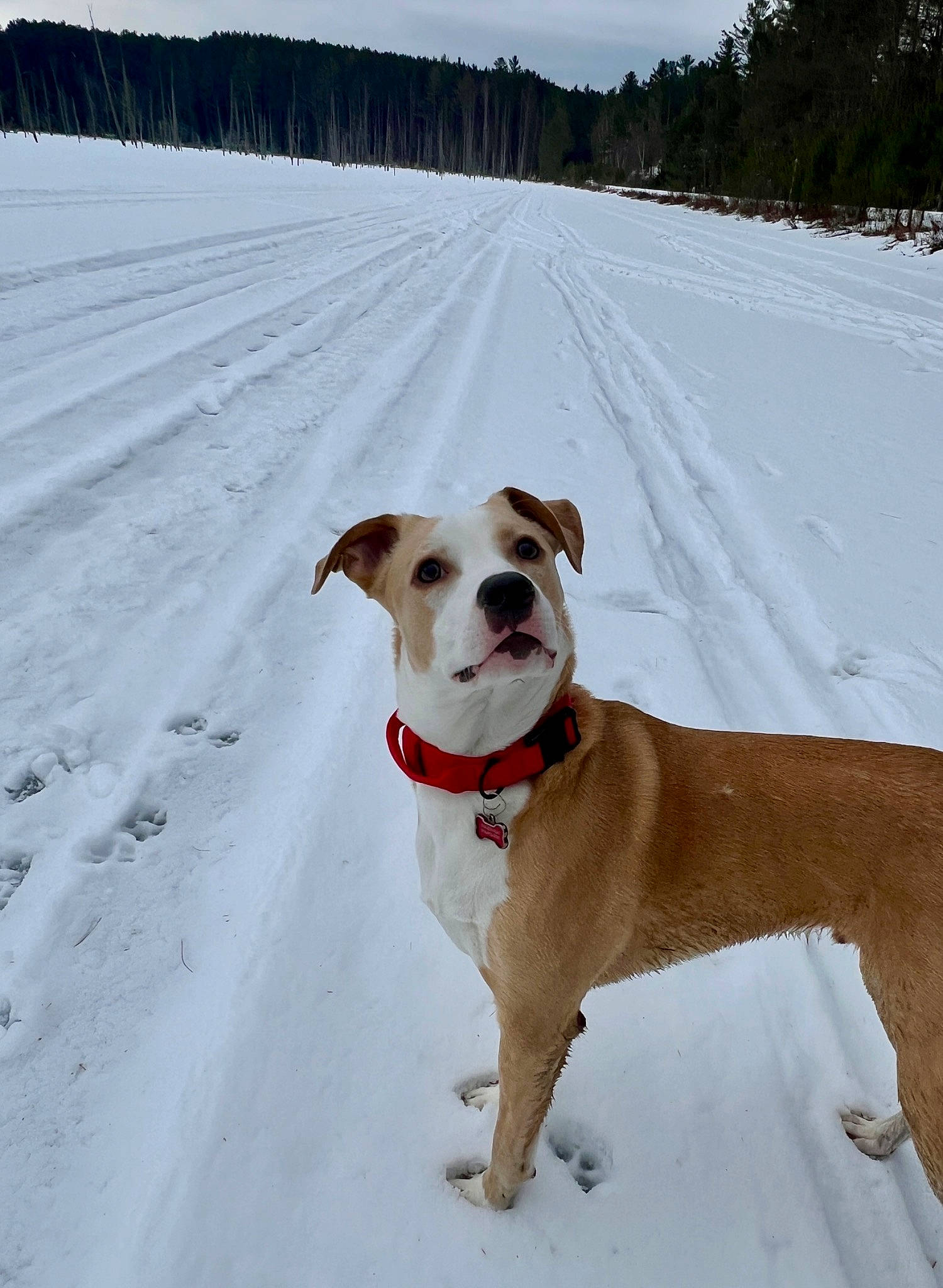 Ace is registered to the contest to win money with this photo: carnivore, collar, companion_dog, dog, dog_breed, dog_collar, dog_supply, fawn, freezing, landscape, leash, pet_supply, sky, slope, snow, sporting_group, tree, whiskers, winter, working_animal