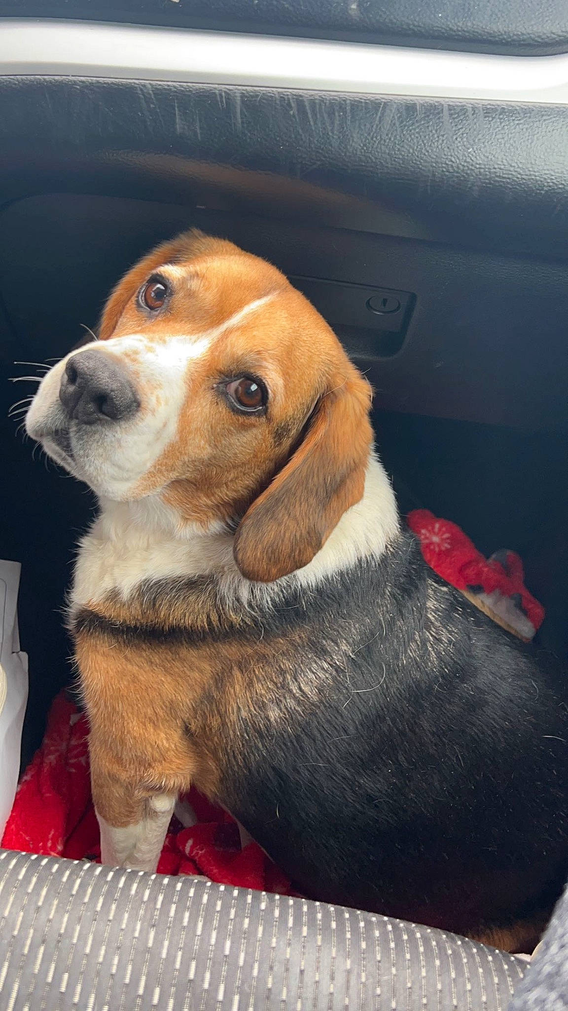 Danny is registered to the contest to win money with this photo: canidae, carnivore, collar, companion_dog, dog, dog_breed, dog_supply, fawn, fur, hound, hunting_dog, liver, pet_supply, scent_hound, snout, sporting_group, vehicle_door, whiskers, windshield, working_animal