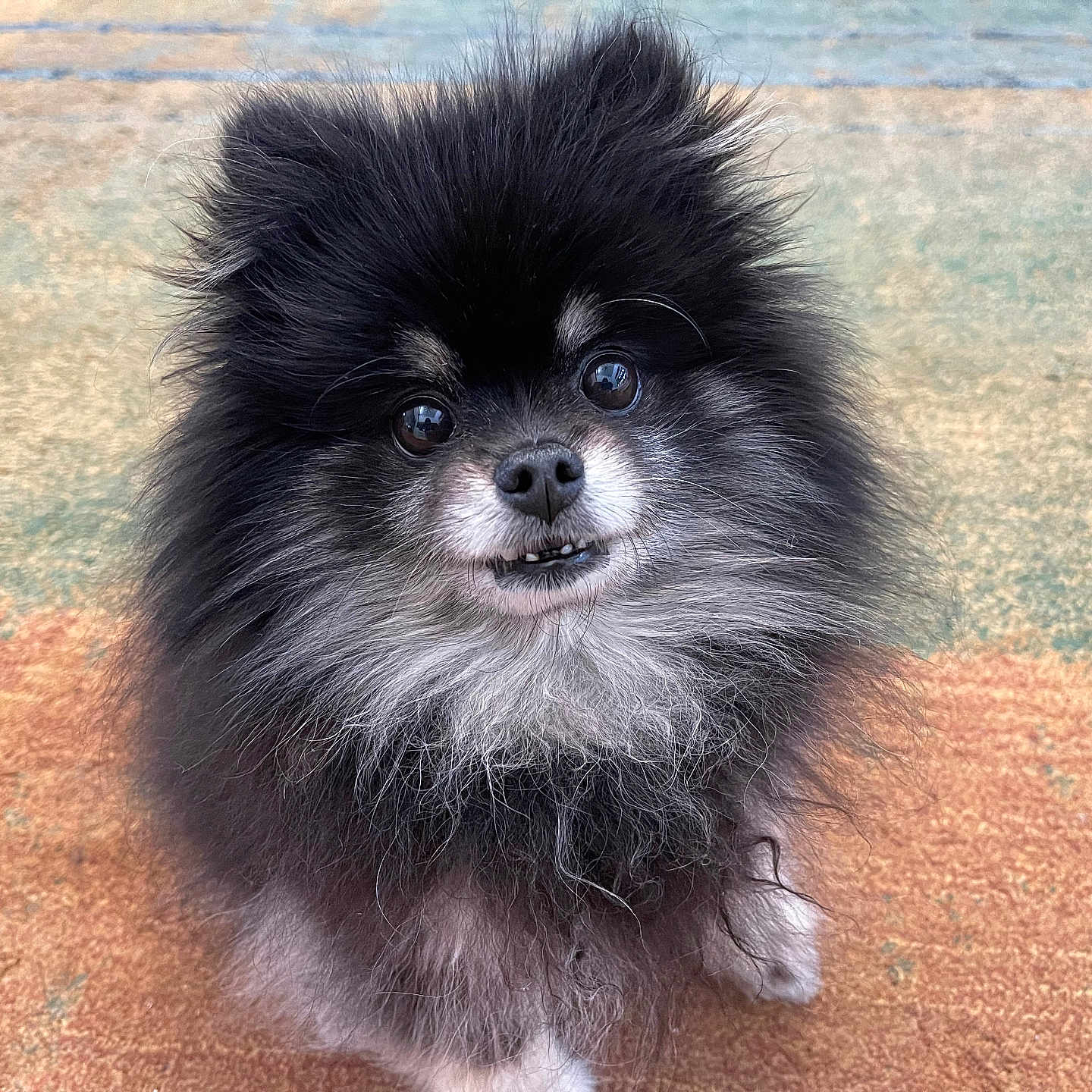 Coco joined the competition — help win amazing prizes! affenpinscher, animal, canine, cat, cockerspaniel, dog, eskimodog, papillon, pet, poodle, puppy, snout, terrier, whitedog