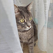 Yuna a rejoint le concours — aidez-le/la à gagner de superbes lots ! cat, tabby, yellow_eyes, curious, curtain, indoor, pet, animal, feline, whiskers, soft_light, closeup, floor, gray_fur, alert, window, shadow, texture, domestic_cat, quiet