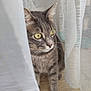 cat, tabby, yellow_eyes, curious, curtain, indoor, pet, animal, feline, whiskers, soft_light, closeup, floor, gray_fur, alert, window, shadow, texture, domestic_cat, quiet