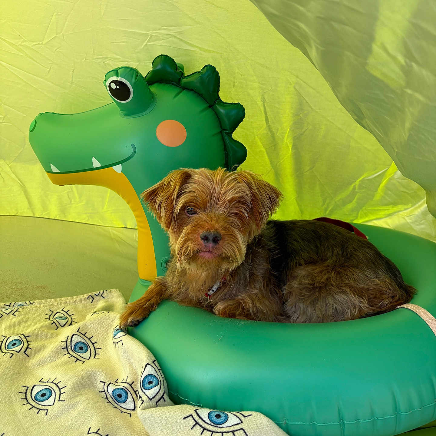 Chipie a rejoint le concours — aidez-le/la à gagner de superbes lots ! animal, blanket, brown_dog, canopy, comfort, cute, dinosaur, dog, eye_pattern, fur, green, indoor, inflatable, pet, pool_float, relaxed, resting, small_dog, toy, yellow