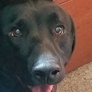 Remington joined the competition — help win amazing prizes! dog, black_dog, pet, canine, mouth_open, teeth, tongue, indoor, carpet, wooden_furniture, close_up, happy, looking_up, animal, muzzle, ears, fur, nose, eyes, face