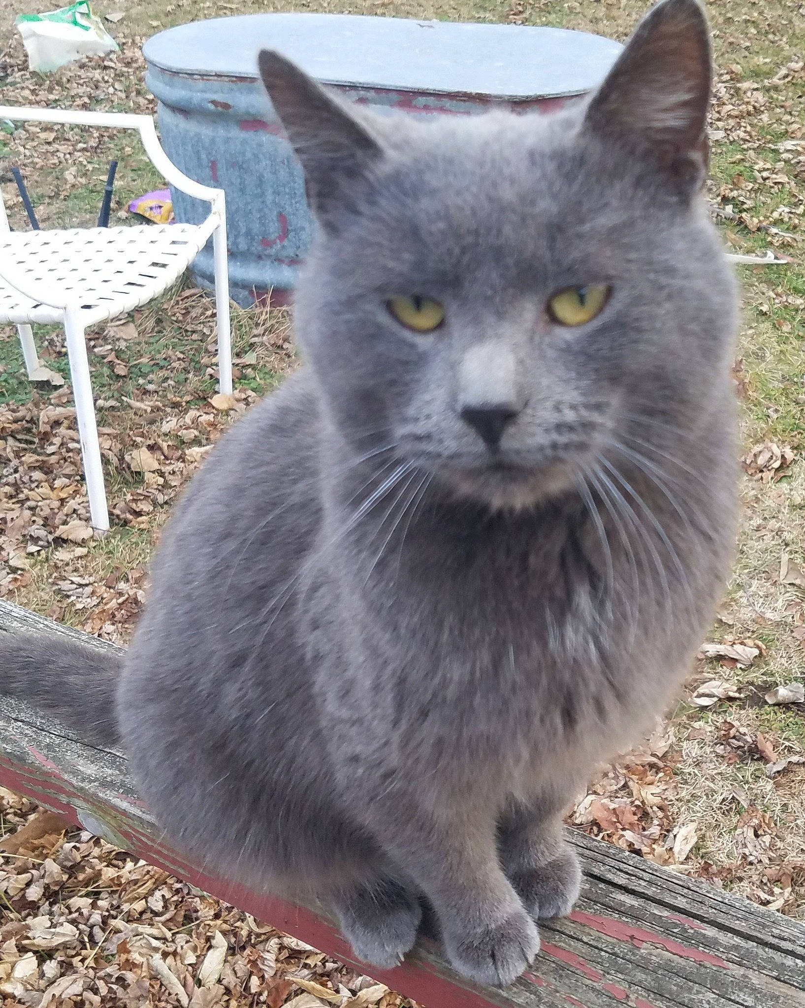 Shinebox is registered to the contest to win money with this photo: asian, british_semi_longhair, british_shorthair, burmese, carnivore, cat, chartreux, domestic_long_haired_cat, domestic_short_haired_cat, felidae, korat, mammal, nebelung, russian_blue, small_to_medium_sized_cats, snout, vertebrate, whiskers