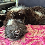 Maxou participe au concours pour gagner de l'argent avec cette photo : animal, black_and_white, cat, chair, cozy, cute, feline, fluffy, fur, indoor, lying_down, patterned, pet, pink, relaxed, resting, teeth, towel, upside_down, whiskers