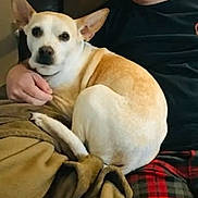 Lucy joined the competition — help win amazing prizes! man, glasses, dog, couch, blanket, plaid_pajamas, pet, sitting, living_room, recliner, paw, ear, fur, smile, human, male, hand, cozy, companion, home_interior