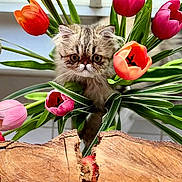 Roti is registered to the contest to win money with this photo: kitten, cat, flower, tulip, bouquet, plant, greenery, wood, pet, cute, indoor, window, nature, animal, feline, closeup, colorful, fur, leaf, adorable