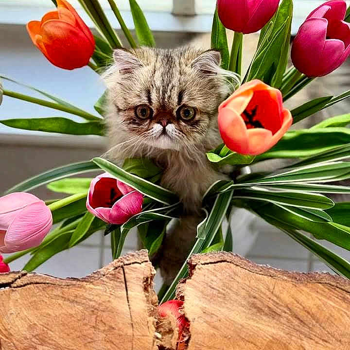 Roti is registered to the contest to win money with this photo: adorable, animal, bouquet, cat, closeup, colorful, cute, feline, flower, fur, greenery, indoor, kitten, leaf, nature, pet, plant, tulip, window, wood